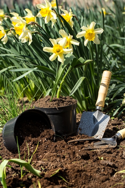 Bloemen planten in de tuin, tuingereedschap, bloemen