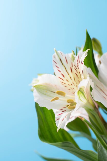 bloemen tegen de hemel