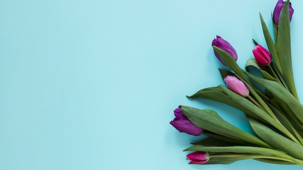 Gratis foto bloemen van de gradiënt de violette tulp en blauwe achtergrond