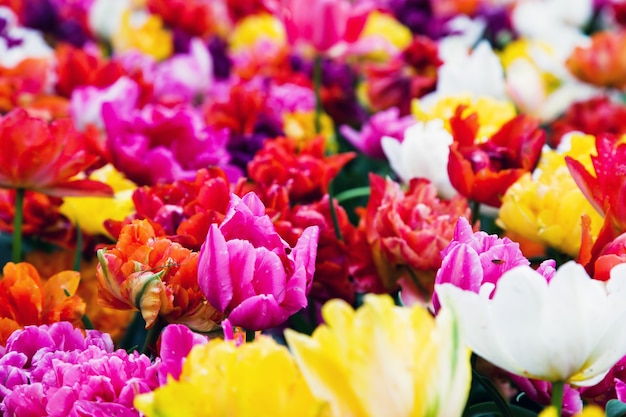 Gratis foto bloemen van vele kleuren