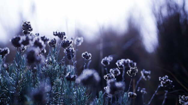 Bloemen veld in de lente