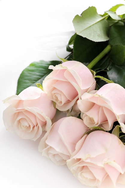 Gratis foto bloemen