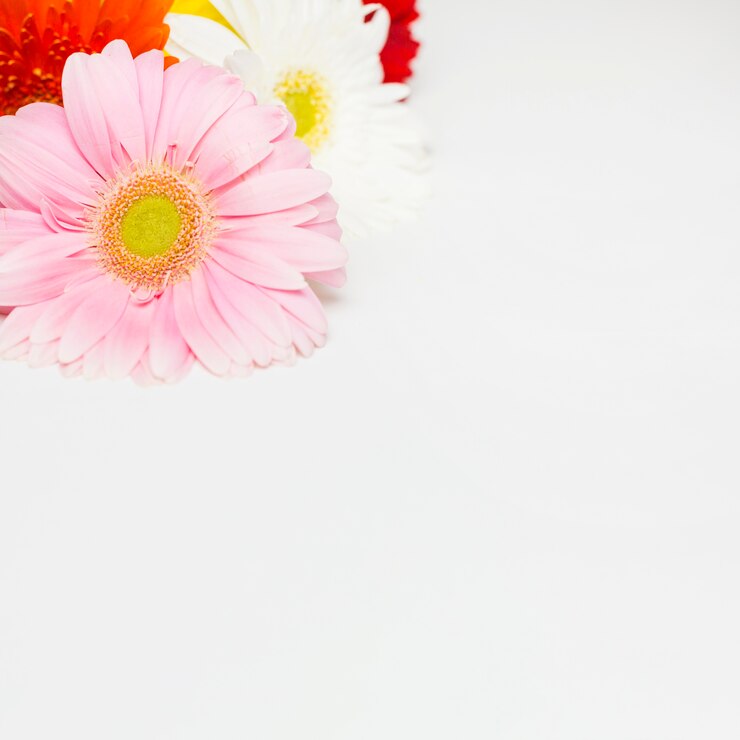 Gratis Foto bloemen