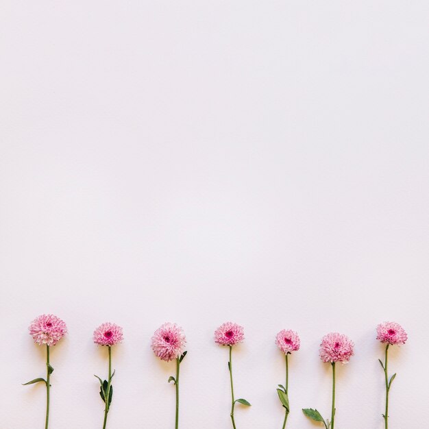 Bloemenachtergrond met zeven roze bloemen op bodem