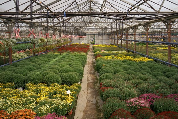 Bloemenproductie en -teelt. Veel chrysantenbloemen in de kas. Chrysanthemum plantage