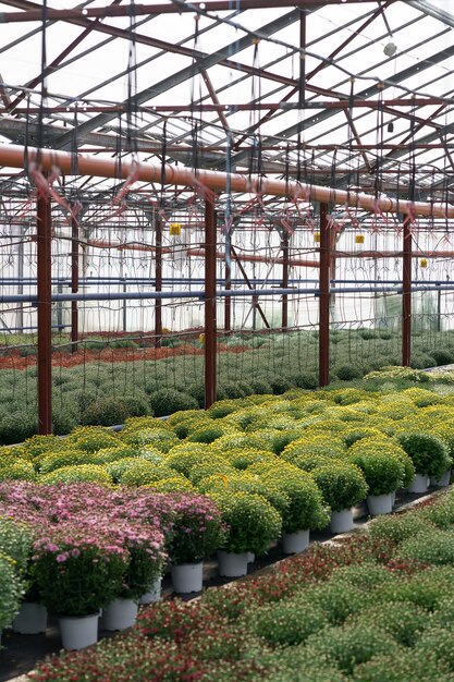 Bloemenproductie en -teelt. Veel chrysantenbloemen in de kas. Chrysanthemum plantage