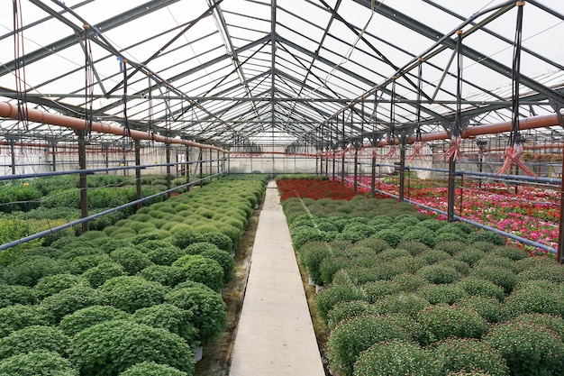 Gratis foto bloemenproductie en -teelt. veel chrysantenbloemen in de kas. chrysanthemum plantage