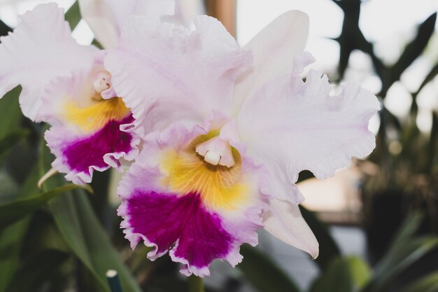 Bloemensamenstelling met elegante stijl