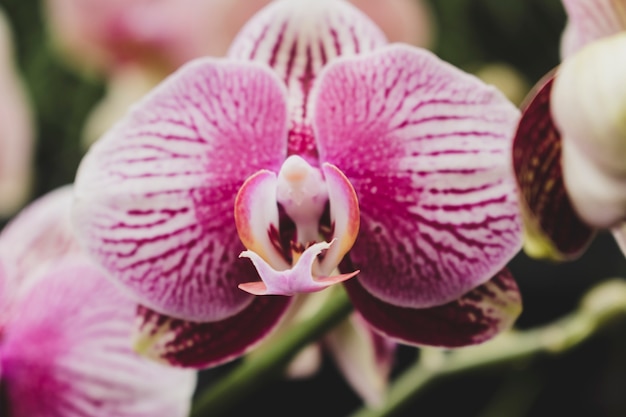 Bloemensamenstelling met elegante stijl