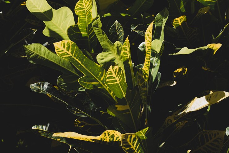 Gratis Foto bloemensamenstelling met elegante stijl
