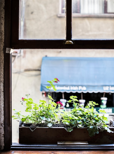 Gratis foto bloempot bij het raam