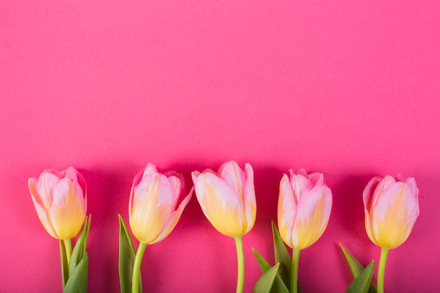 Bloesems van tulpen in lijn