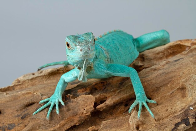 Blue Iguana close-up op tak Blue Iguana Grand Cayman Blue op hout met grijze achtergrond