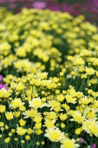 Bluming veelkleurige val chrysant abstracte textuur