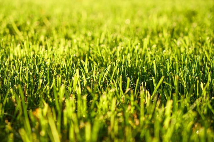Gratis Foto blur gras