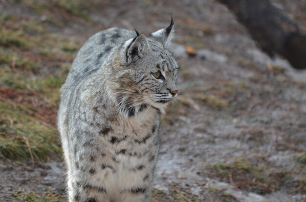 Bobcat erg benieuwd naar zijn omgeving.