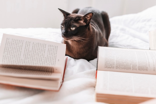 Boeken in de buurt van kat op bed