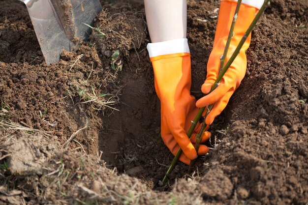 Boer die spruitjes plant