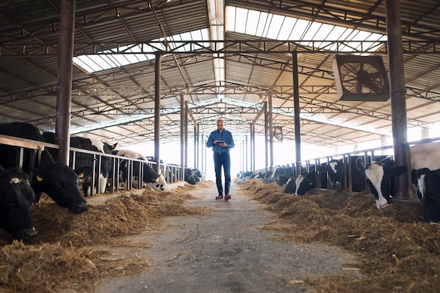 Gratis foto boer koeienboer wandelen door huisdieren boerderij met tablet en observeren van koeien