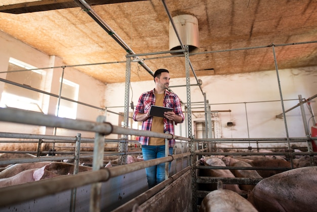 Boer loopt door een groot varkenshok dat de groei van varkens beheert via tabletcomputer