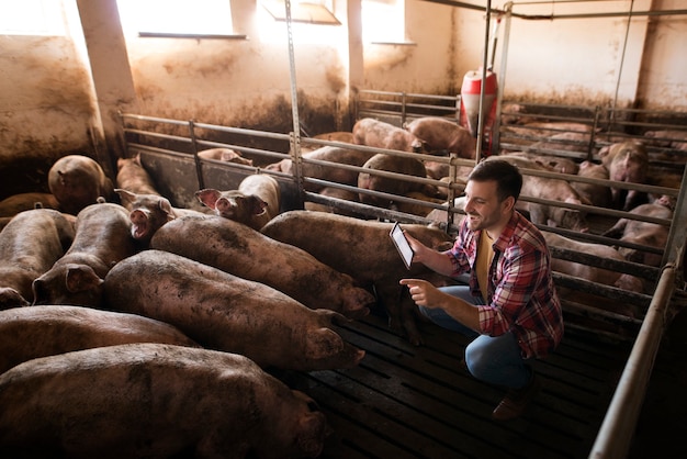 Boer veehouder die voor varkens zorgt