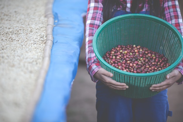 Boeren die vrouwen laten groeien, zijn blij om de koffiebonen te drogen