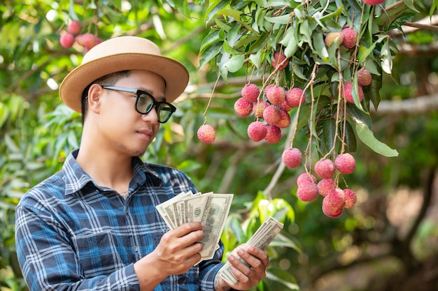 Boeren tellen de kaarten voor de verkoop van lychees.