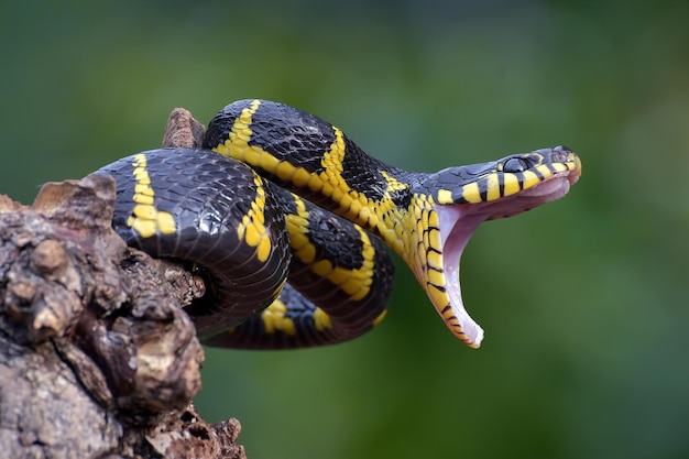 Gratis foto boiga slang dendrophila gele geringde stalking prooi hoofd van boiga dendrophila dierlijke close-up