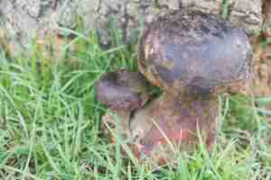 Gratis foto bolete