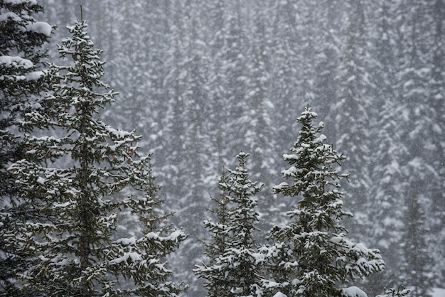 Bomen bedekt met sneeuw