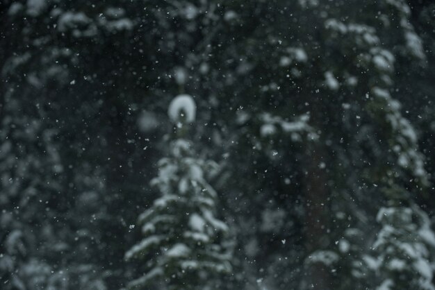 Bomen bedekt met sneeuw