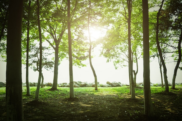 Gratis foto bomen bij zonsondergang