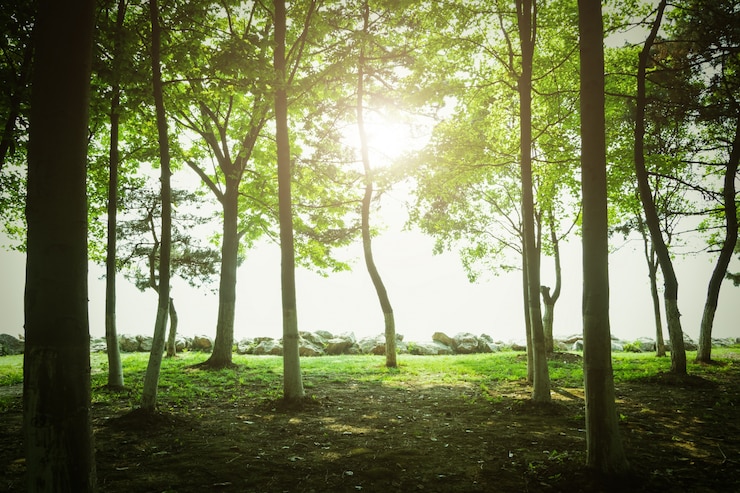 Gratis Foto bomen bij zonsondergang