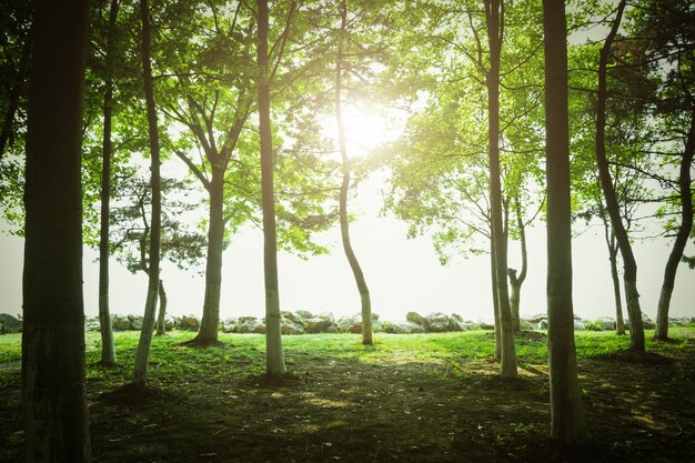 Bomen bij zonsondergang