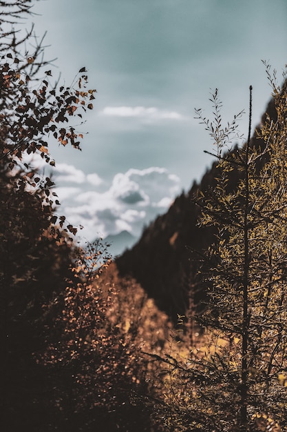 Gratis foto bomen en bergen