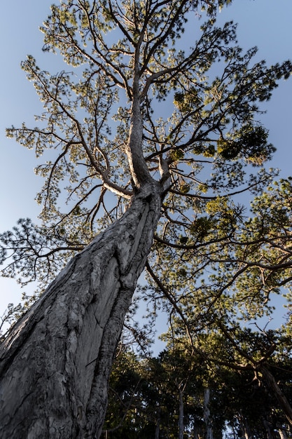 Bomen en bosachtergronden