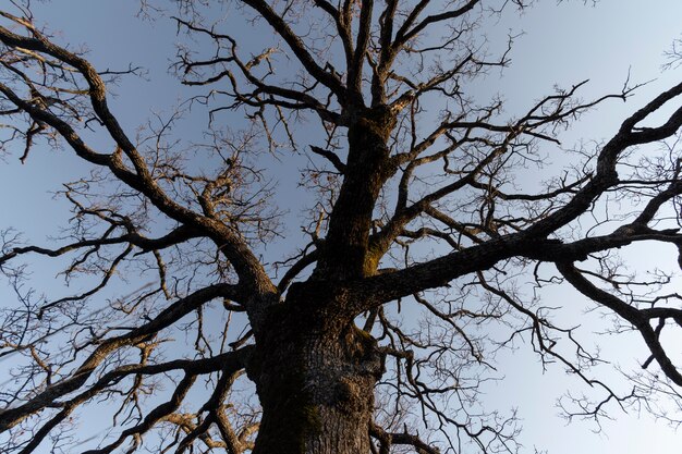 Bomen en bosachtergronden