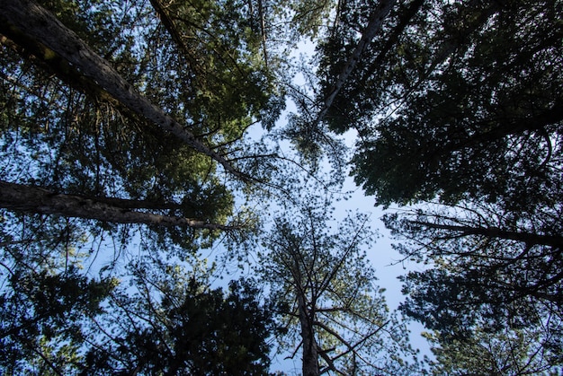 Bomen en bosachtergronden