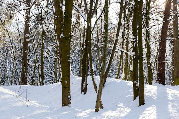 Bomen groeien in het park bedekt met sneeuw en ijs