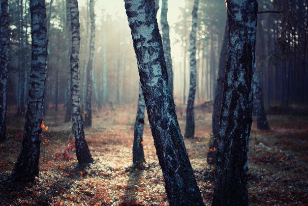 Bomen in een bos