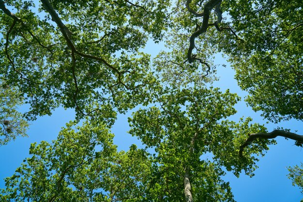 Bomen in een onderaanzicht