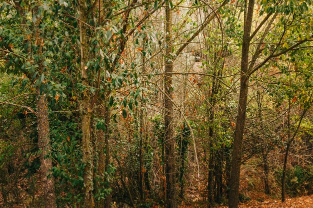 Bomen in het bos