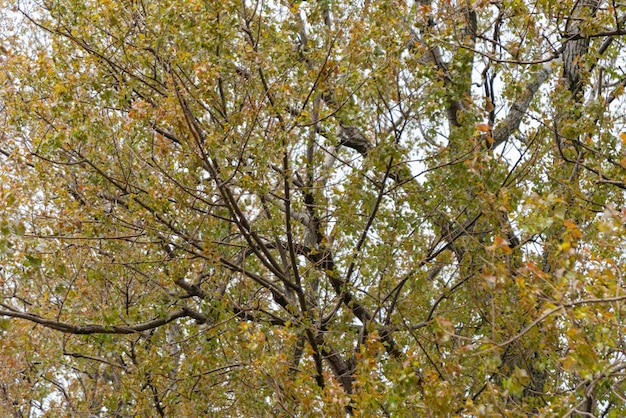 Bomen met bladeren op een bewolkte dag