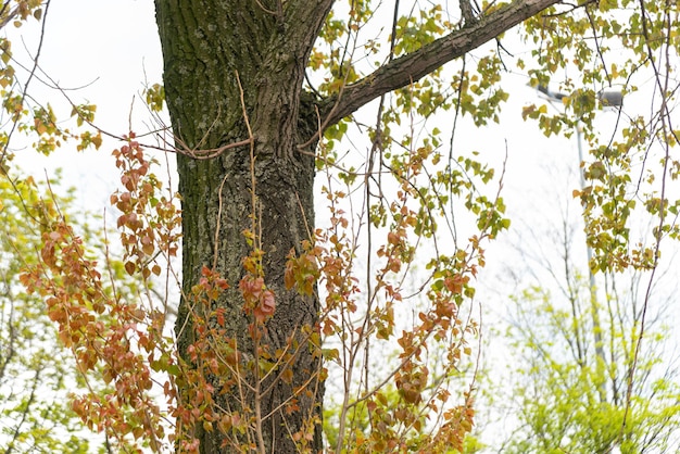 Gratis foto bomen met bladeren op een bewolkte dag