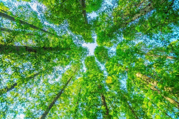 bomen met groene bladeren