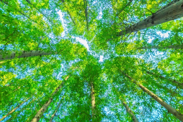 bomen met groene bladeren