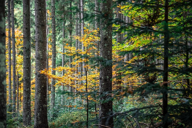 Bomen midden in het bos herfstbos met kleurrijke bladeren
