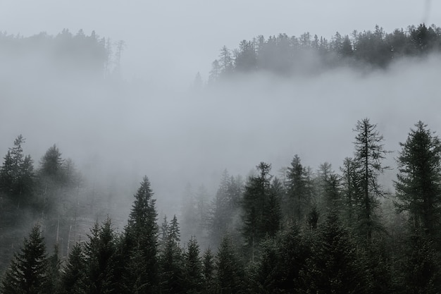 Bomen omgeven door mist in het bos