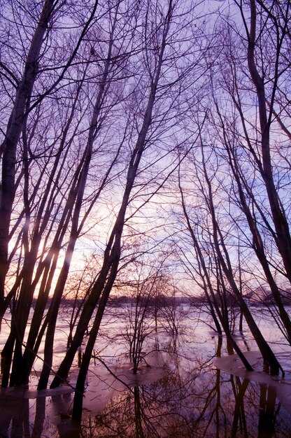 Bomen omringd door water