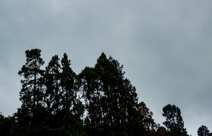 Gratis Foto bomen op een berg
